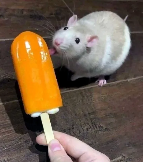 Мышь просит эскимо