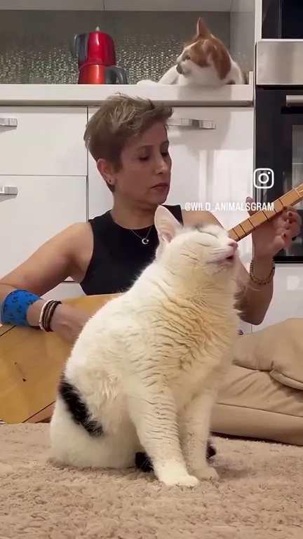 Кот наслаждается живой музыкой
