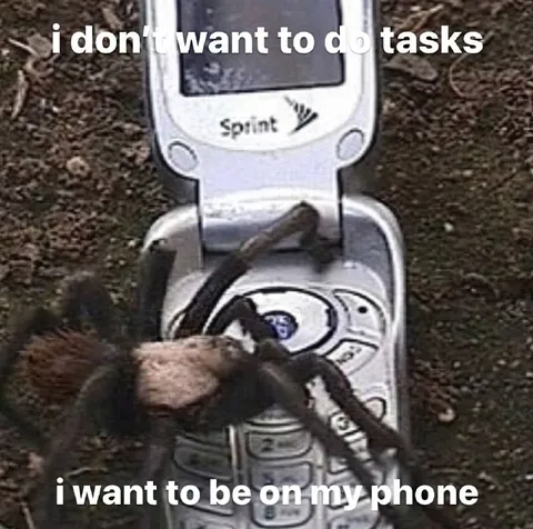 Spider Wants to Be on Phone