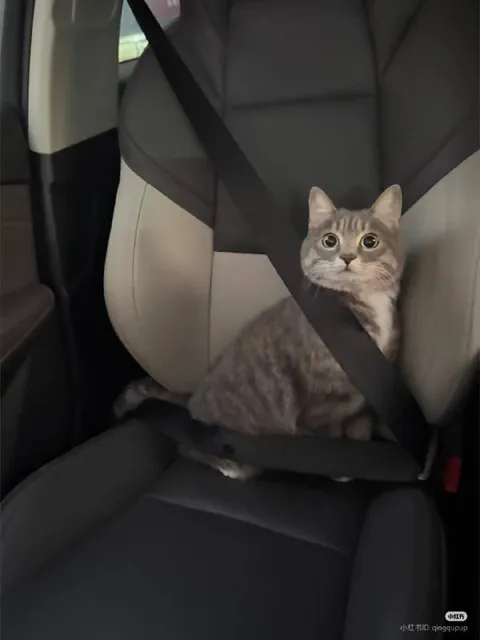 Кот пристёгнут ремнём