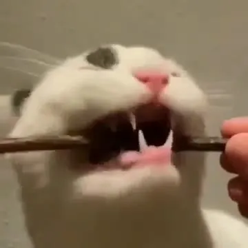 Funny Cat Portrait Transformation