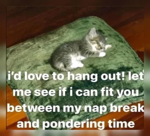 Cat's Nap and Pondering Schedule
