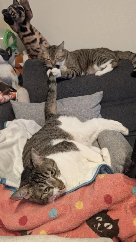 Кот держит хвост другого кота