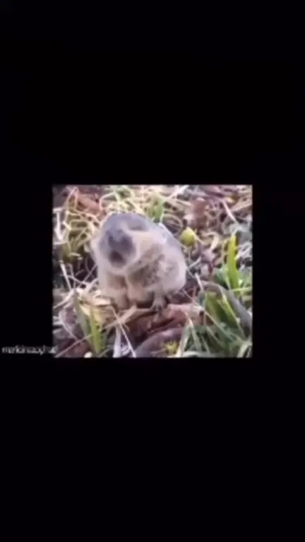 Крыса вызывает взрыв