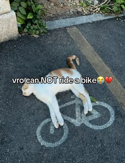 Cat Cannot Ride a Bike