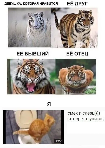 Девушка и её семья — тигры