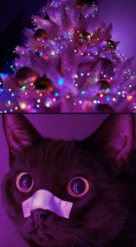 Кот в фиолетовом свете
