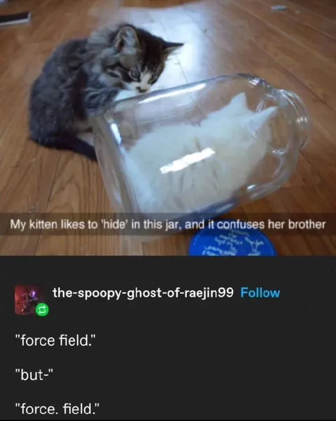 Kitten Force Field Confusion