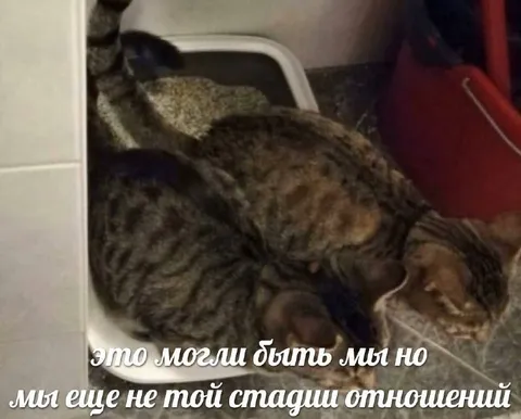 Коты еще не на той стадии отношений