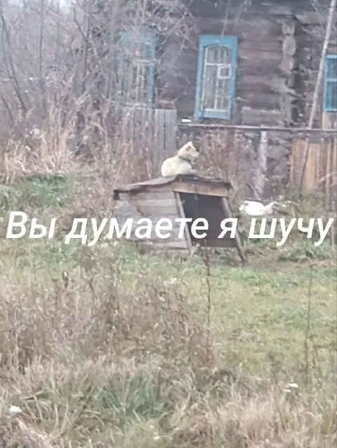 Вы думаете, я шучу