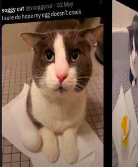 Cat Hopes Egg Won’t Crack