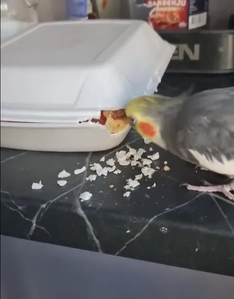 Попугай украл еду