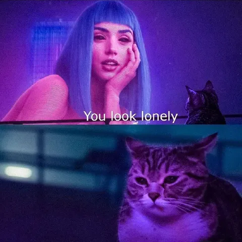 You Look Lonely Cat Meme
