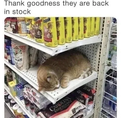 Cat Back in Stock