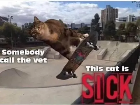 Skateboarding Cat Is Sick