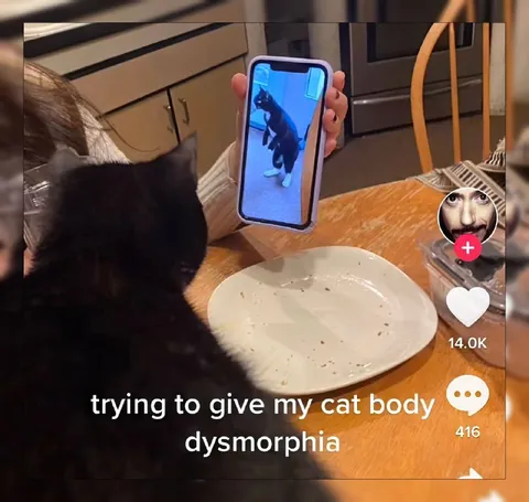 Trying to Give My Cat Body Dysmorphia