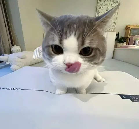 Кот лижет нос крупным планом