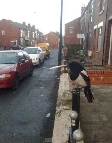 Magpie Being Herself