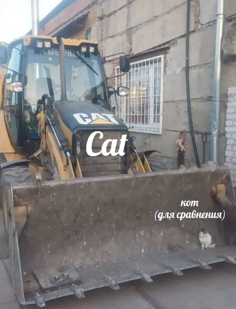 Кот и экскаватор CAT