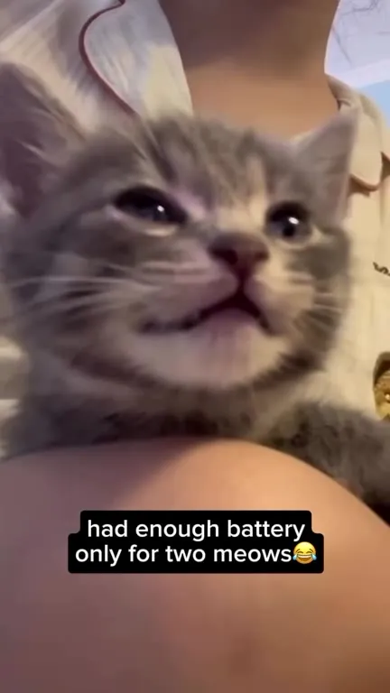 Kitten Runs Out of Meows