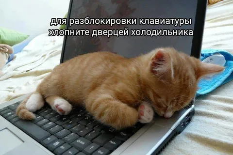 Кот блокирует клавиатуру