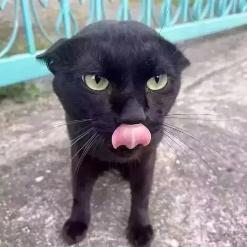 Чёрный кот с забавным языком