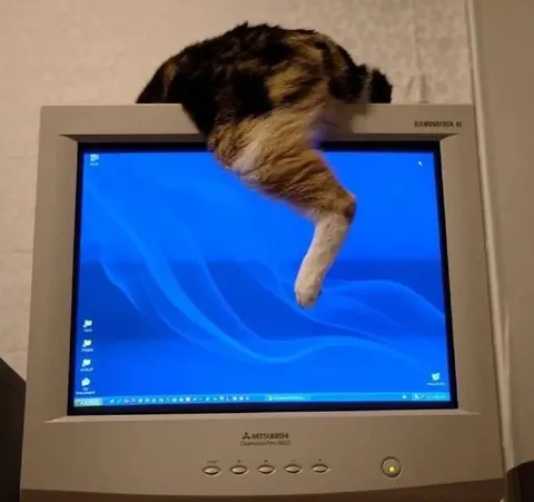 Кошка вылезает из монитора