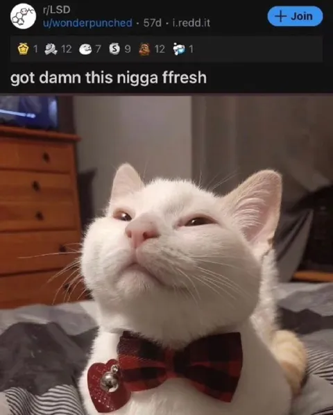 Fresh Cat Reaction