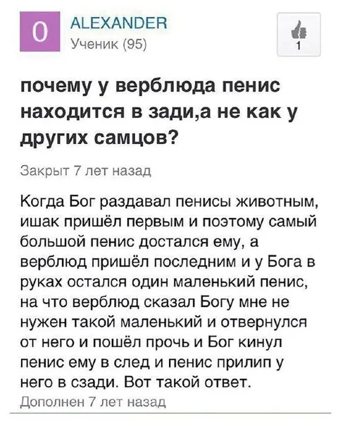 Почему у верблюда пенис сзади