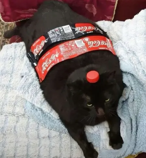 Black Cat Coca-Cola Bottle Cap