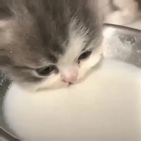 Котёнок пьёт молоко