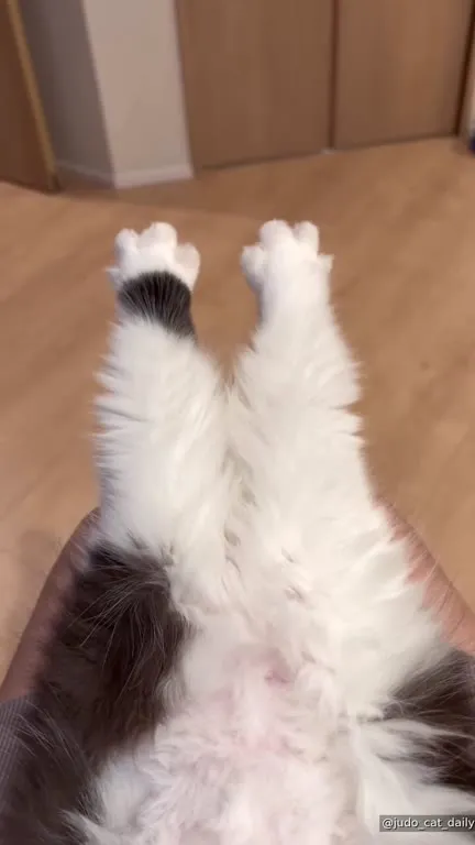 Кот показывает лапки
