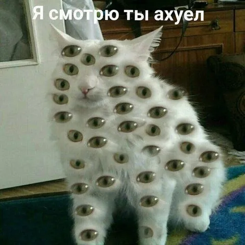 Многоглазый кот смотрит