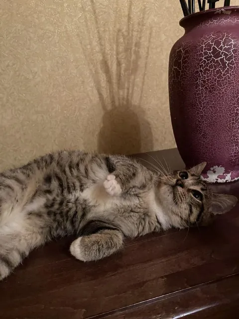 Кот лежит на пианино