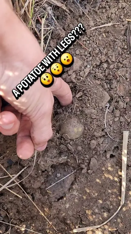 Potato With Legs