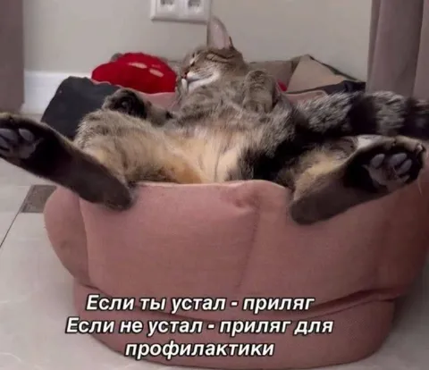 Кот для профилактики усталости