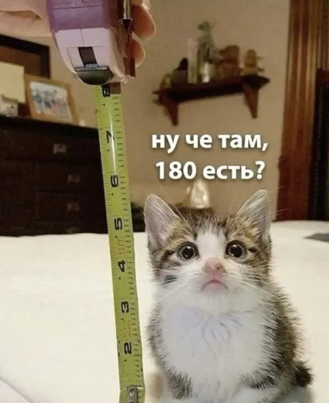 Котёнок проверяет рост 180