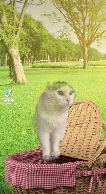 Кот танцует в корзине