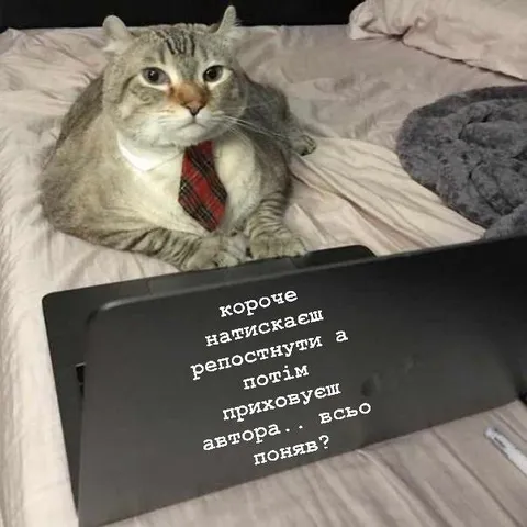 Кіт у краватці все зрозумів