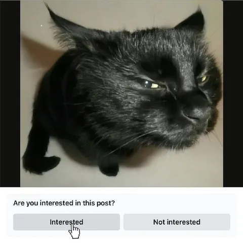 Are You Interested in This Cat?