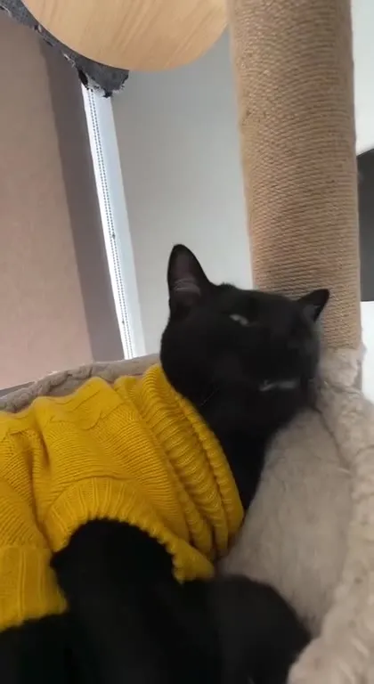 Чёрный кот живёт свою лучшую жизнь