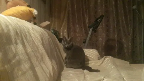 Кот на кровати