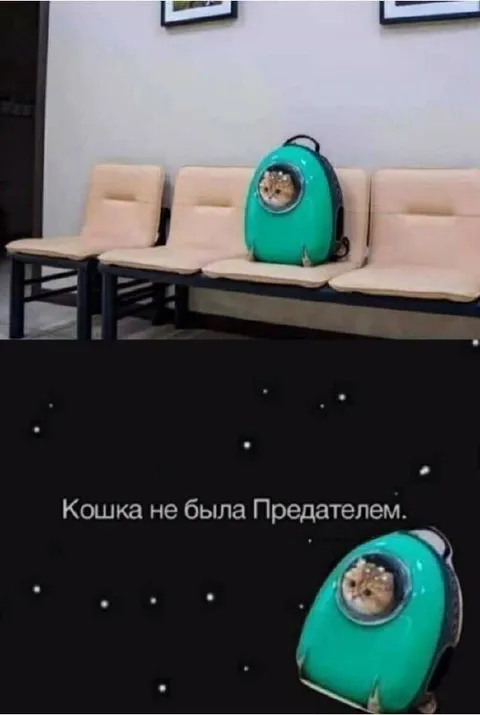 Кошка не была Предателем