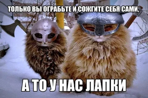 Коты-викинги с лапками