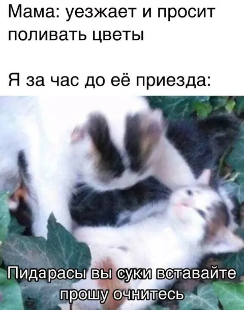 Поливка цветов перед приездом мамы