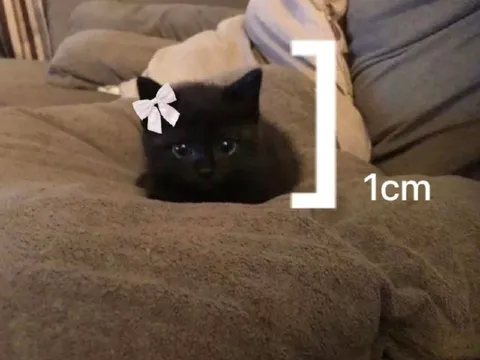 Tiny Black Cat Measuring 1cm
