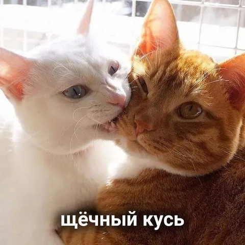 Щёчный кусь котов