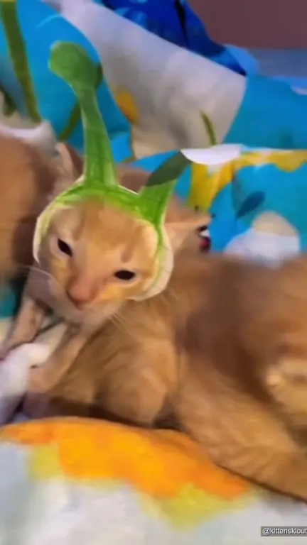 Gato con pensamientos marcianos