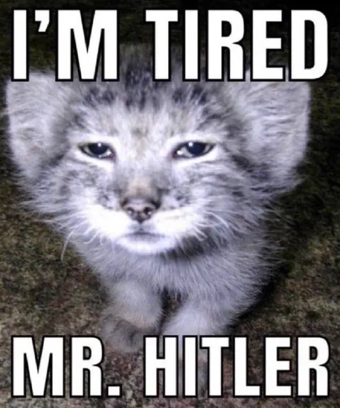 Tired Kitten Meme