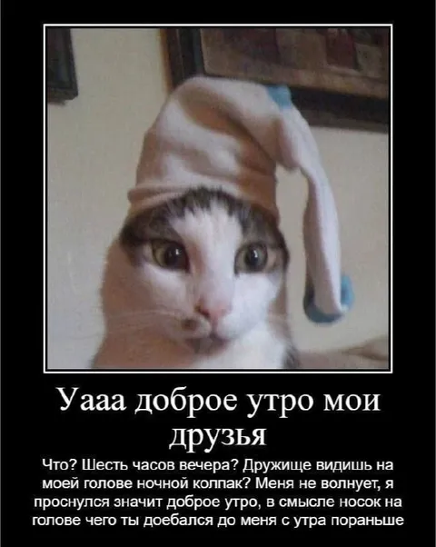 Кот в ночном колпаке